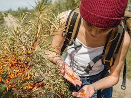 sea buckthorn juice
