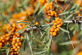 sea buckthorn juice